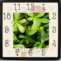 馬齒莧提取物供應