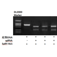 SpCas9突變體SpRY-NLS蛋白