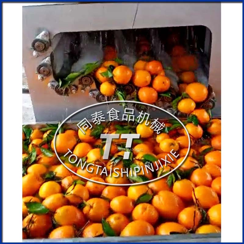 柑橘清洗機(jī)
