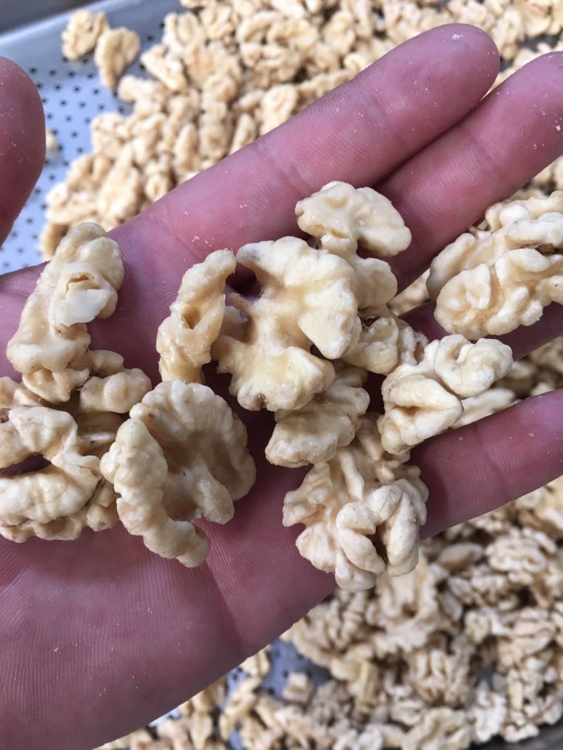 核桃樣品