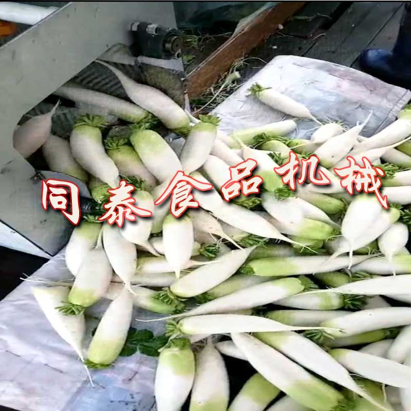 2出口白蘿卜清洗機(jī)