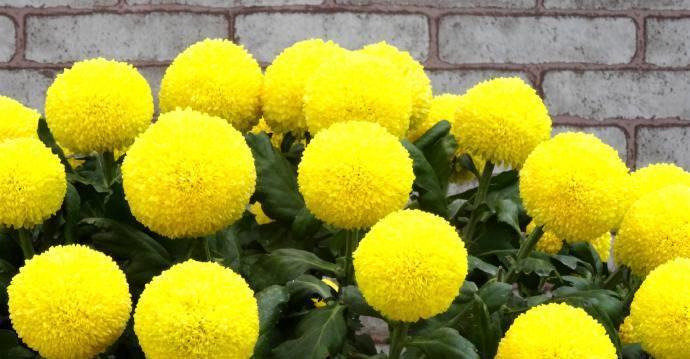 菊花6.jpg