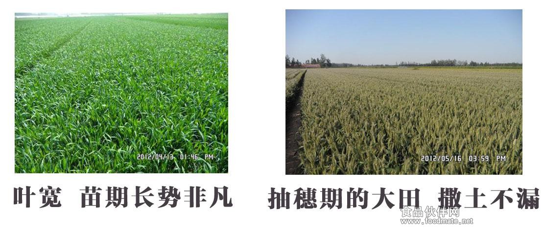 高產(chǎn)小麥種子 三抗1號