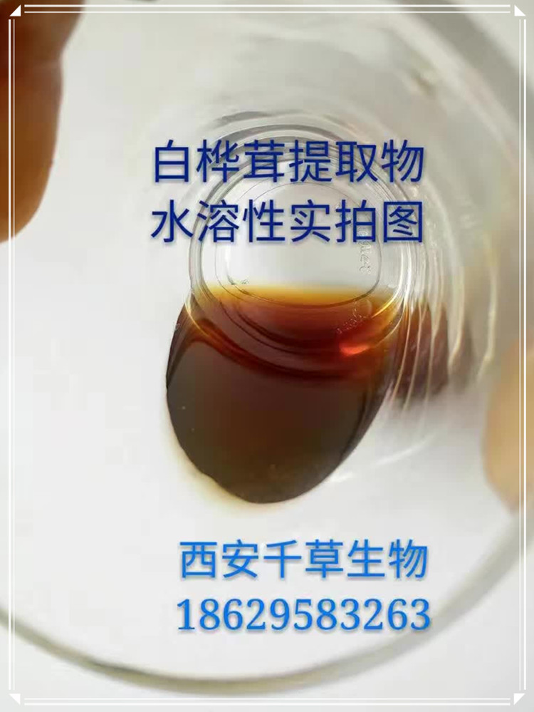 白樺茸實拍圖0