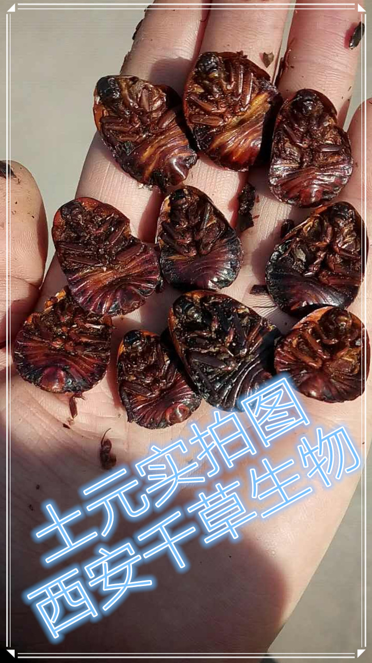 土元實拍圖01