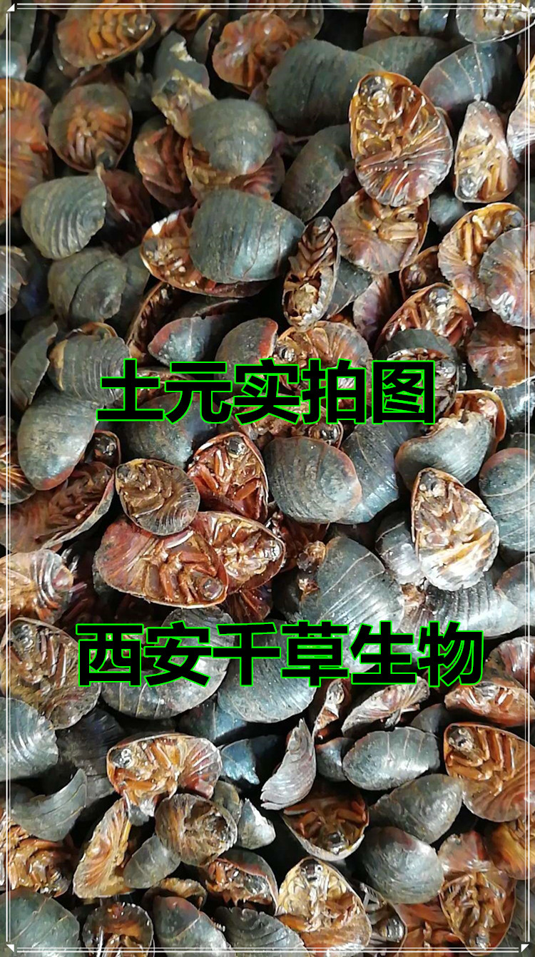 土元實拍圖0