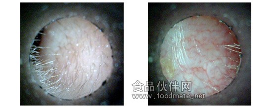 AM412T手持式顯微鏡