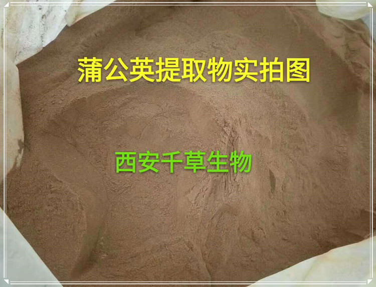蒲公英實拍圖 (2)