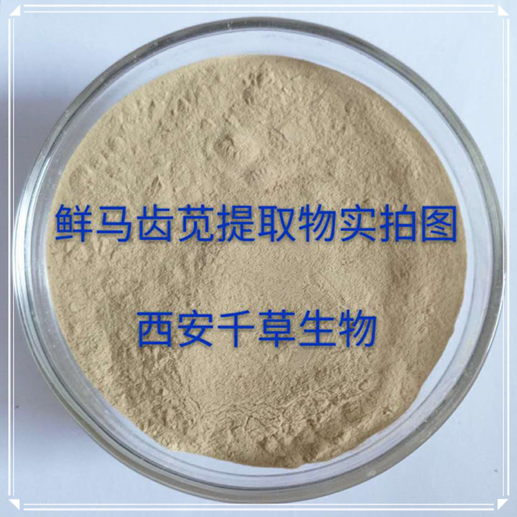 鮮馬齒莧實拍圖0