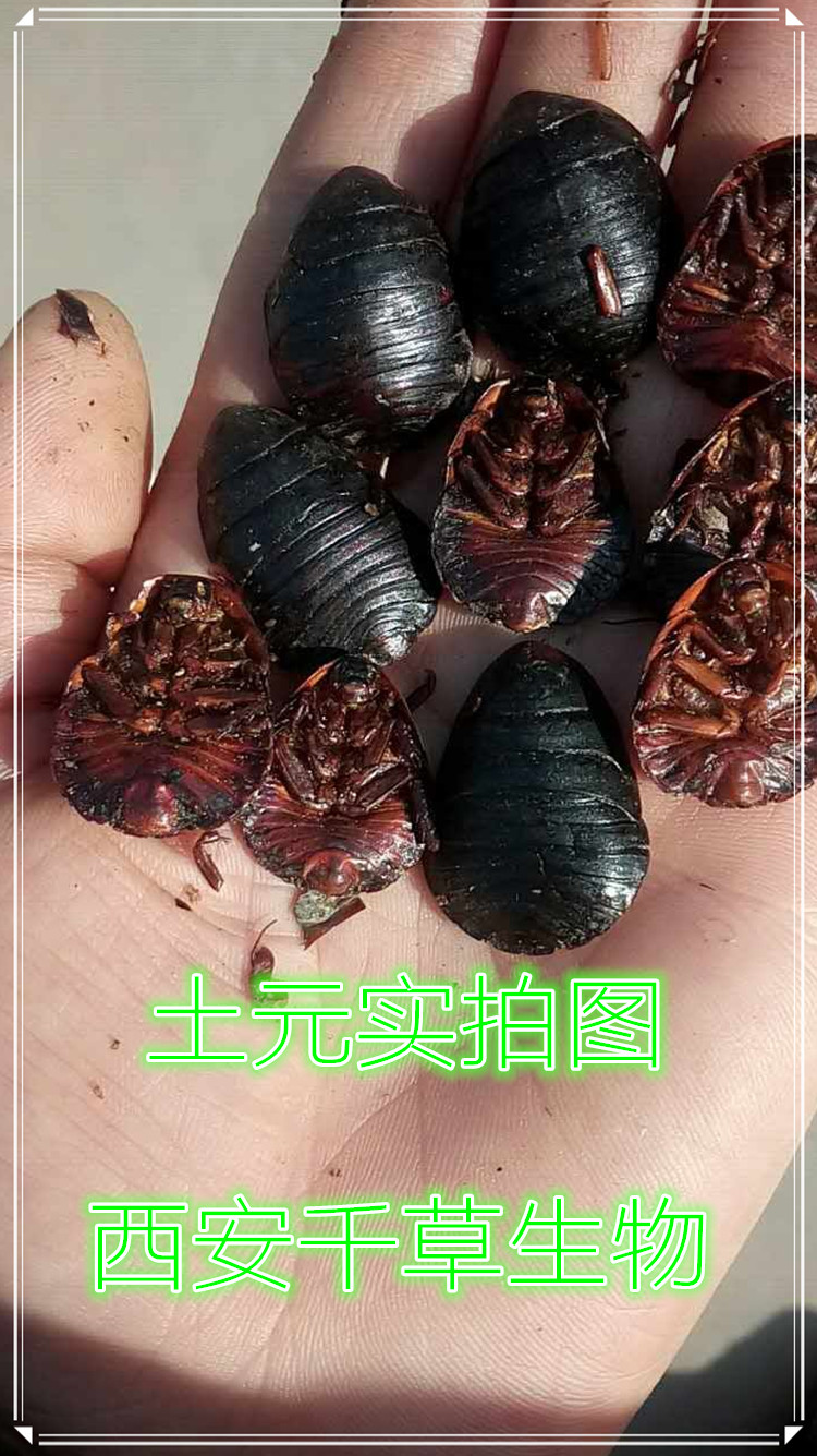 土元實拍圖33