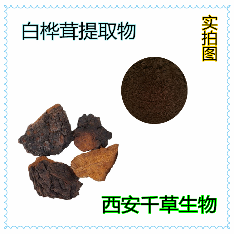 白樺茸提取物簡約圖
