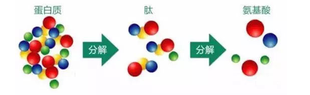 插圖多肽分解過程