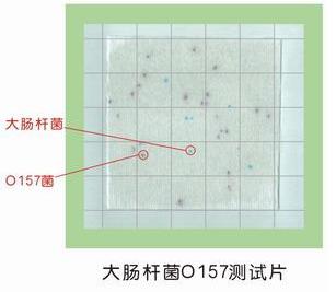 大腸桿菌O157:H7測試片結果判定