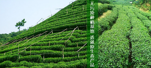 無(wú)污染種植基地生活就是原生態(tài)