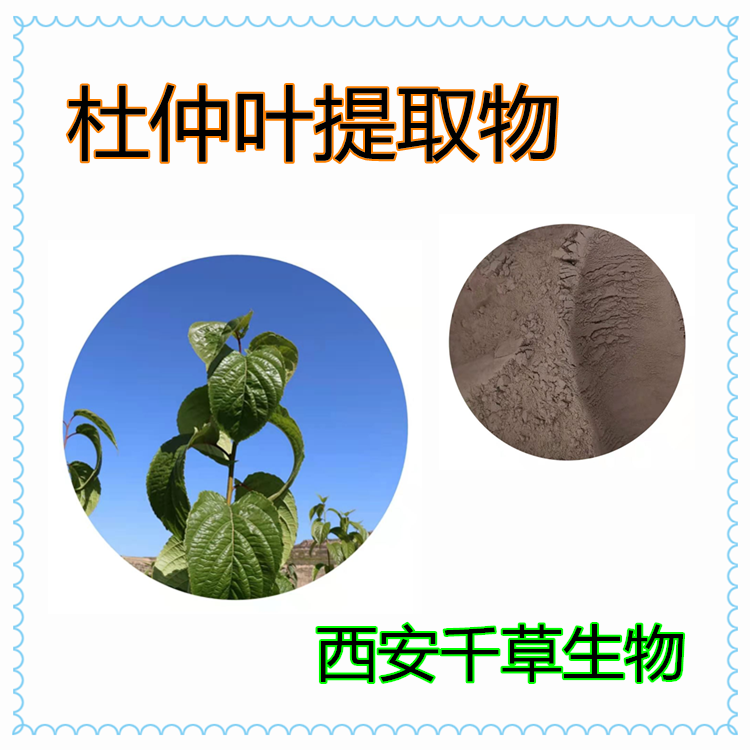 杜仲葉提取物12