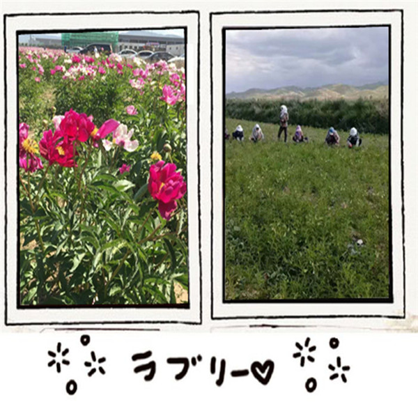 種植基地12