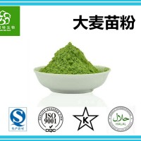 大麥苗粉 大麥苗提取物 廠家批發(fā)