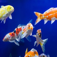 全自動(dòng)魚蝦飼料生產(chǎn)線      水產(chǎn)魚飼料生產(chǎn)線