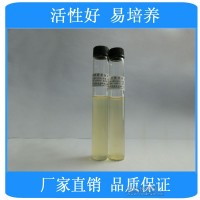 白色念珠菌[ATCC90028][白假絲酵母]標準菌株