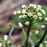 薺菜花提取物