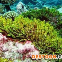 海藻提取物