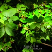 洋蔥提取物