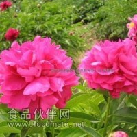 芍藥提取物