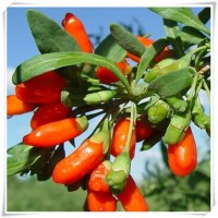 枸杞子提取物 全水溶噴霧干燥粉 寧夏自有種植基地 源頭把控