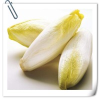 菊苣提取物 全水溶噴霧干燥粉 可免費(fèi)提供樣品試用