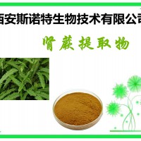 腎蕨提取物 腎蕨速溶粉 腎蕨粉 包郵