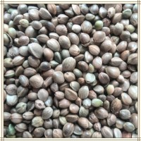 火麻仁提取物 比例濃縮提取 水溶性好 噴霧干燥工藝 包郵