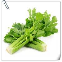 芹菜提取物 全水溶噴霧干燥粉末 庫存充足 可免費試樣
