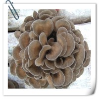灰樹花提取物 全水溶噴霧干燥粉末 資質齊全 可提供小樣