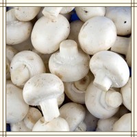 雙孢菇提取物 全水溶噴霧干燥粉末 資質齊全 可提供小樣