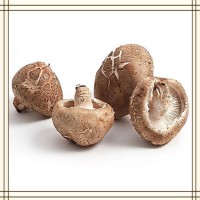 香菇提取物 全水溶噴霧干燥粉末 資質齊全 可提供小樣