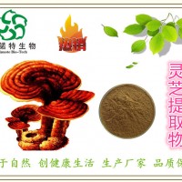 靈芝提取物 10:1 靈芝多肽 靈芝破壁孢子粉