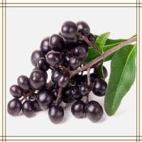 女貞子提取物 全水溶噴霧干燥粉末 資質齊全 可提供小樣