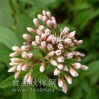 佩蘭提取物