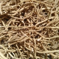徐長卿提取物   徐長卿粉