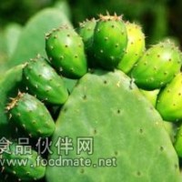 仙人掌提取物
