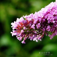醉魚草提取物