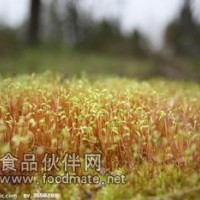 麥芽提取物-價(jià)格   麥芽浸膏