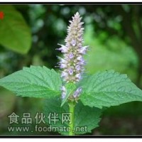 藿香提取物   藿香浸膏