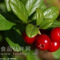 越桔提取物-廠家    越桔粉