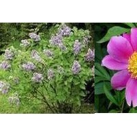 南瓜提取物南瓜多糖-價格