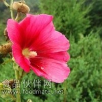 牡丹皮提取物 牡丹皮生粉 牡丹皮熟粉