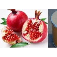 厚樸提取物-廠家   厚樸浸膏