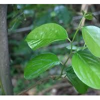 柿子葉提取物-廠家  柿子葉浸膏