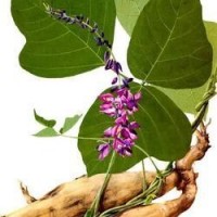 葛根提取物-浸膏