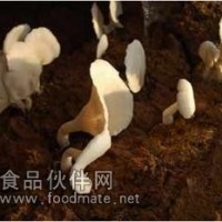 平菇提取物-廠家